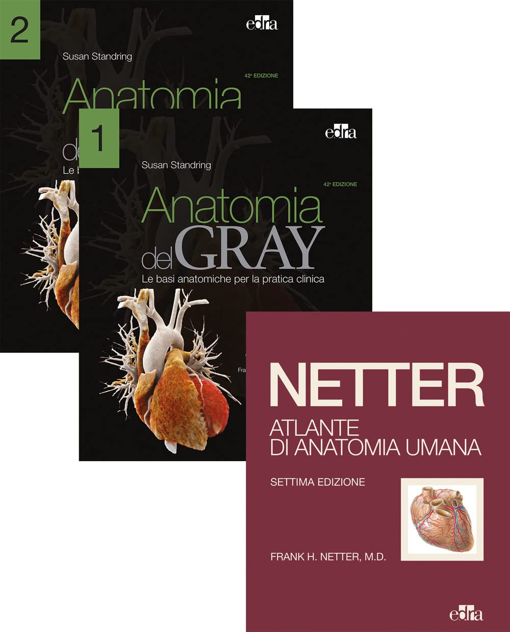 Netter Gray. L'anatomia: Anatomia del Gray-Atlante di anatomia umana di  Netter - Uni.Nova